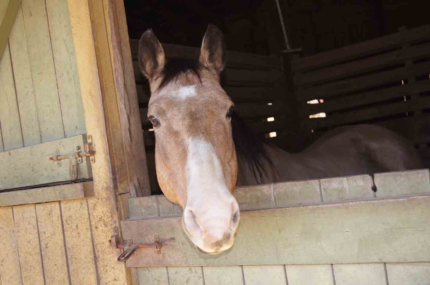 Services Spencer, TN Fall Creek Falls Riding Stables