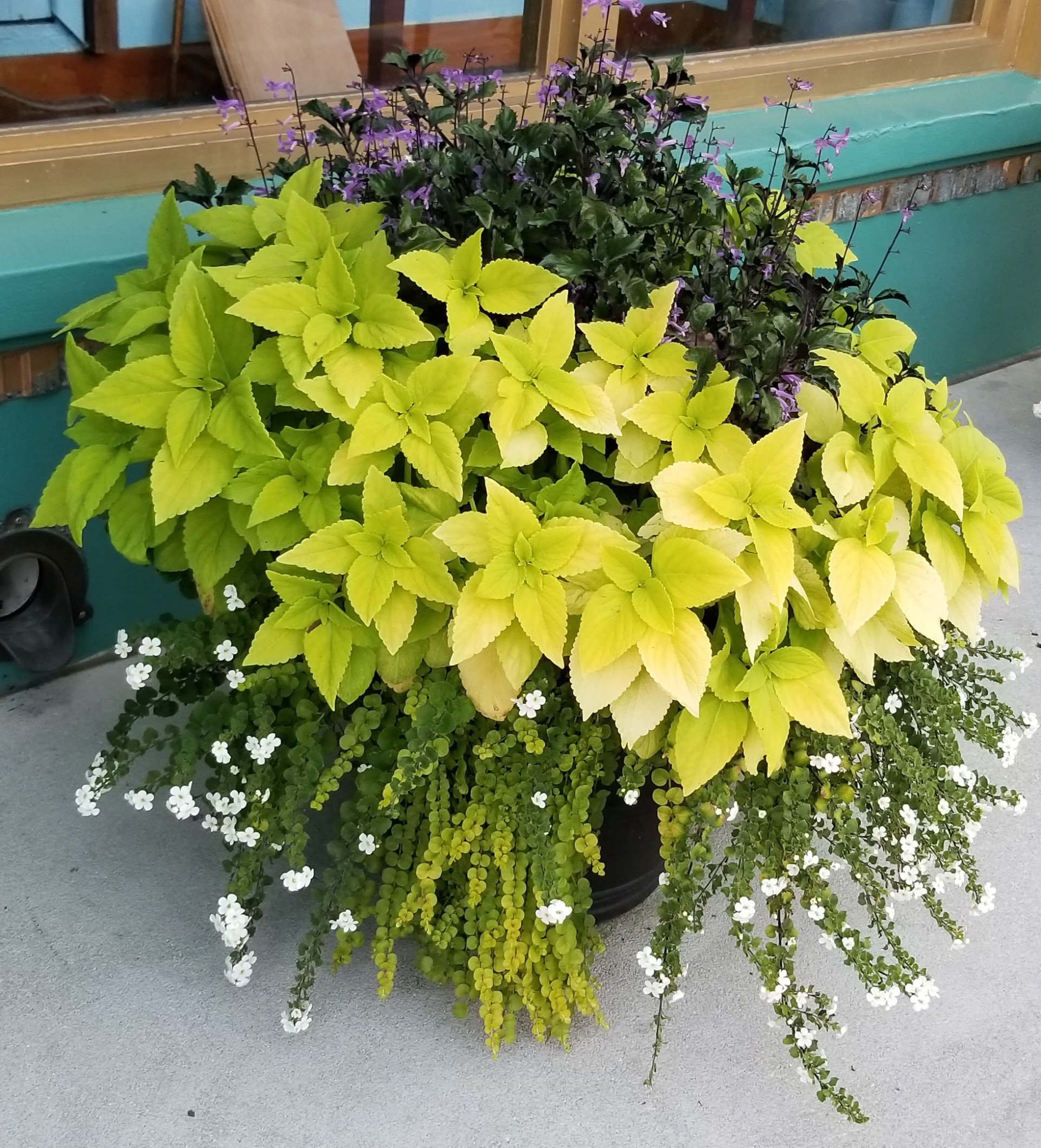 Portfolio Fort Myers, FL Island Coast Lawn & Landscaping, Inc.