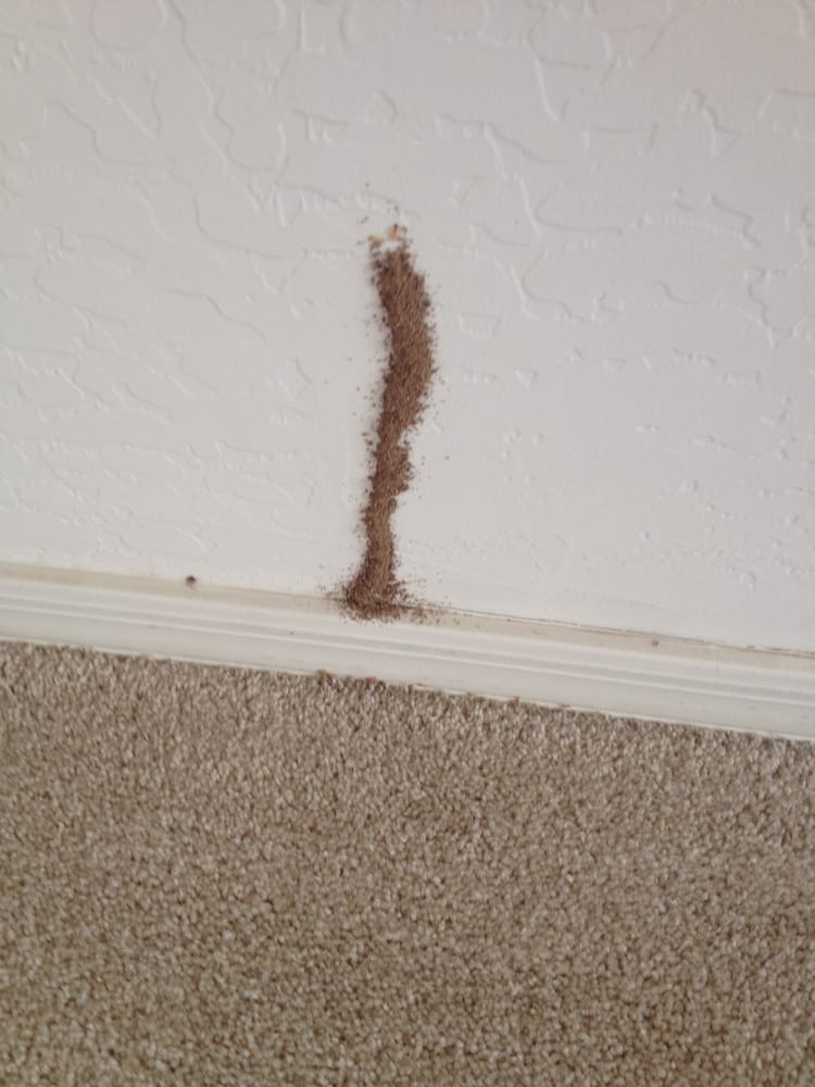 Termite Control Phoenix, AZ Eliminex Pest, Termite, and Weed Control