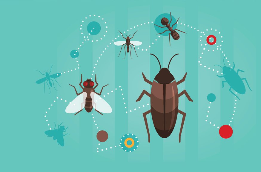 Exterminator Manteo, NC Outer Banks Pest Control