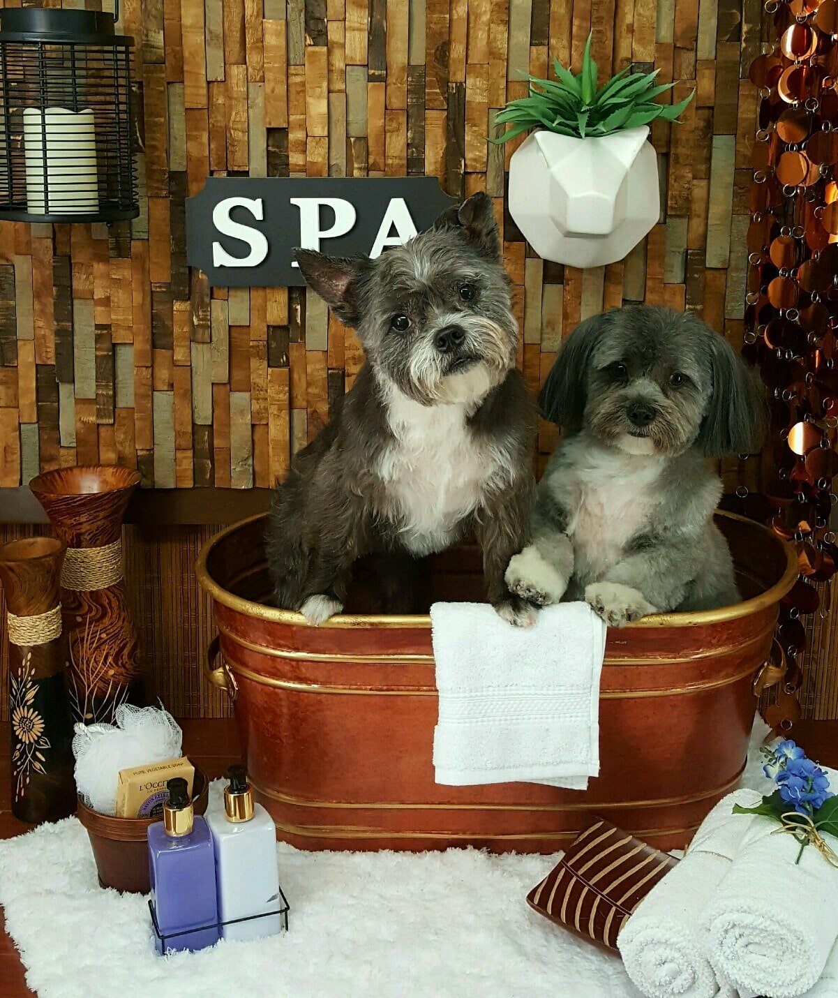 licker and whine pet store