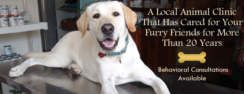 animal medical clinic north