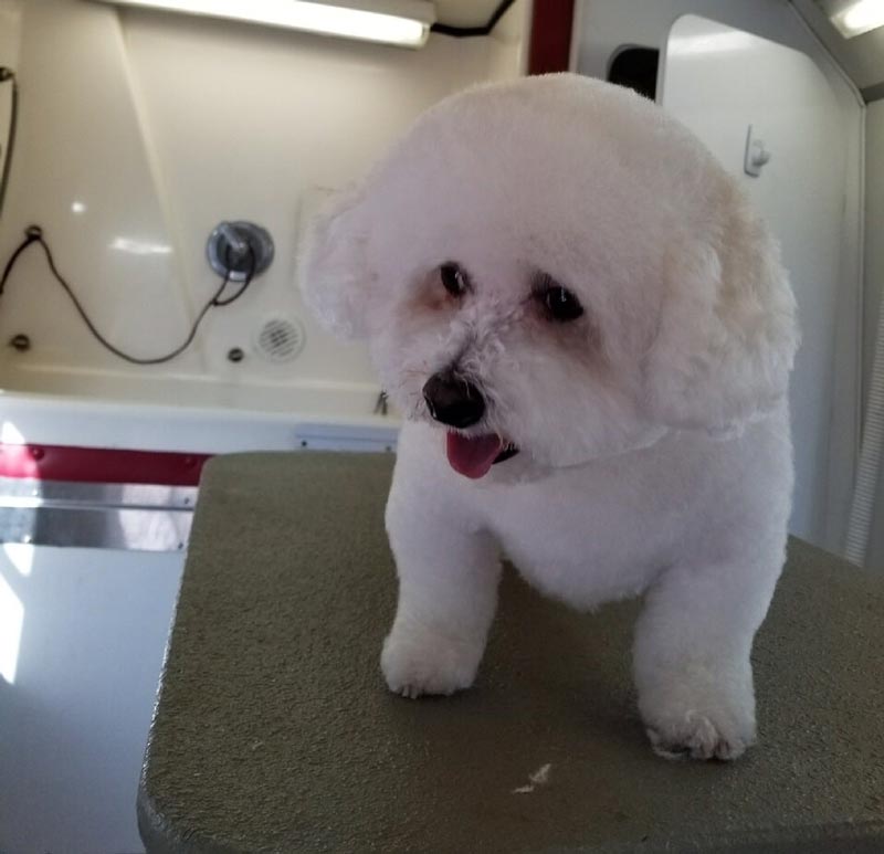 Mobile Dog Groomers — Denver, Colorado — My Denver Pet LLC