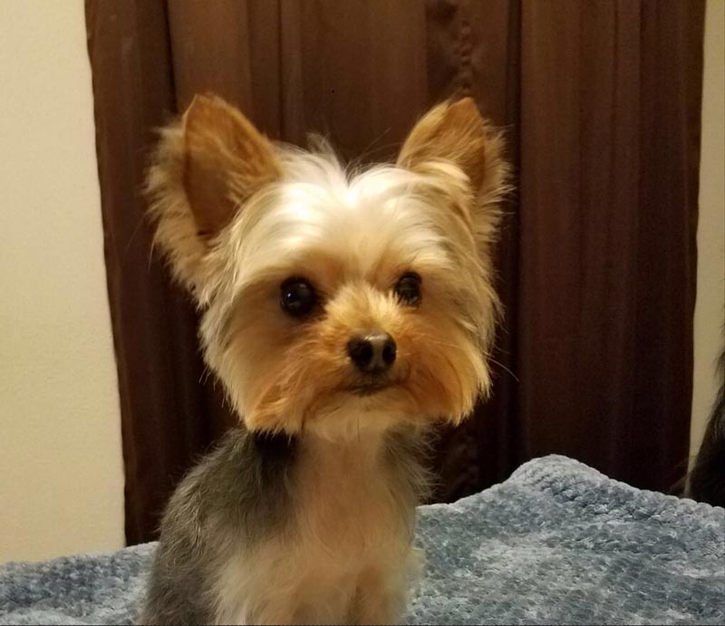 Mobile Dog Groomers — Denver, Colorado — My Denver Pet LLC