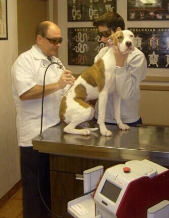 Dog Emergency Vet Staten Island Veterinary Specialists Island Pet