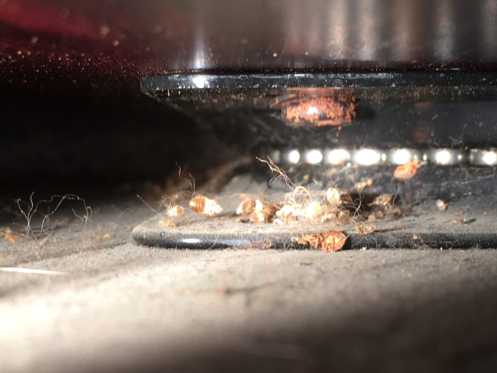 gallery Lemke Pest Control, LLC Rochester, MN