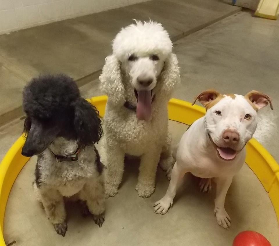 Pet Boarding boarding Bloomington, IL Canine Classics Spa & Resort