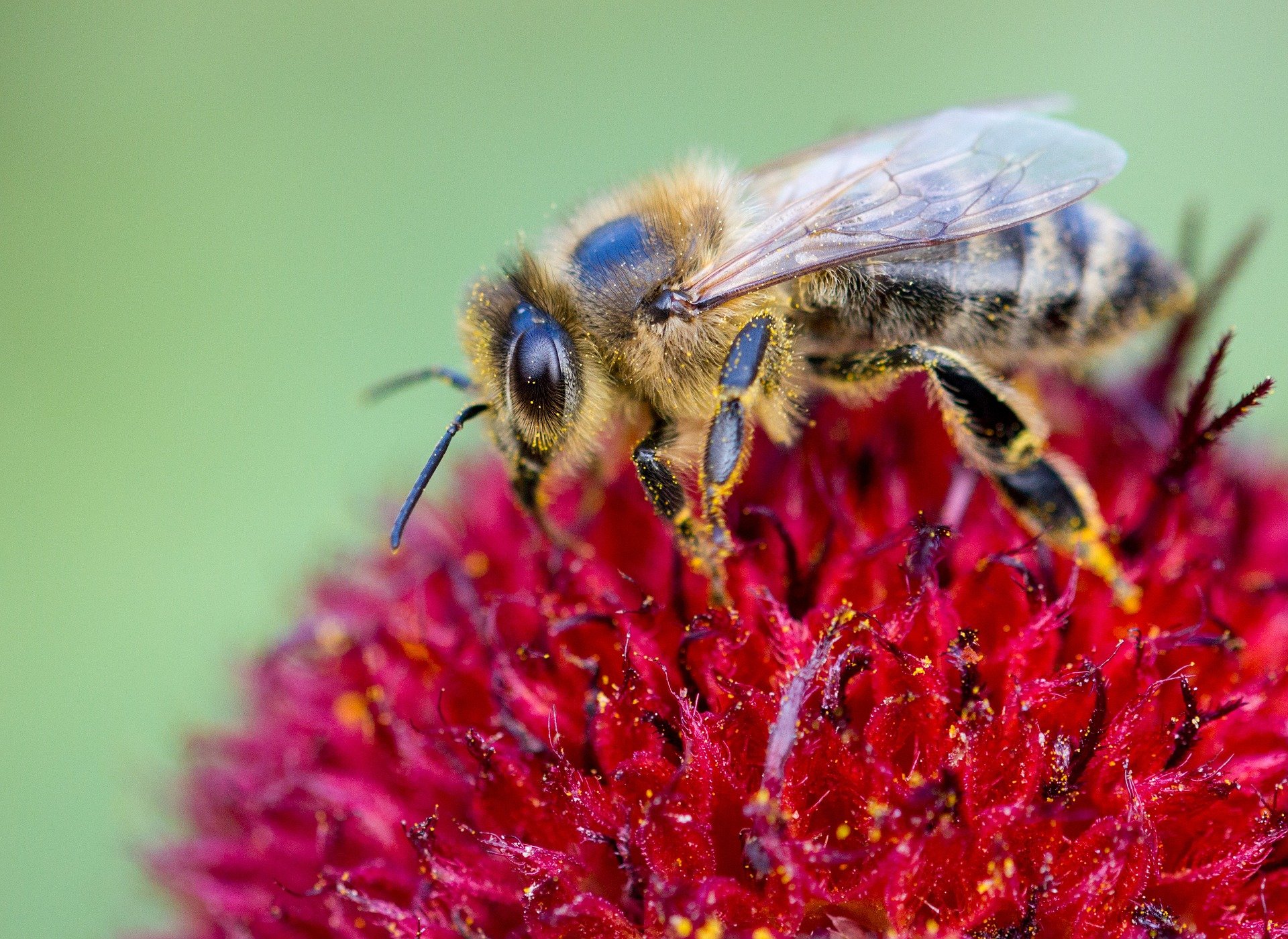4 Benefits of Bees (and What to do About Their Disadvantages)