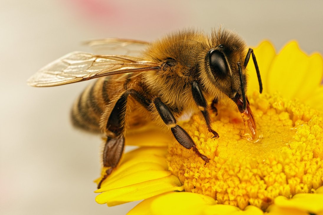 You WANT These 4 Types of Bees in Your Garden