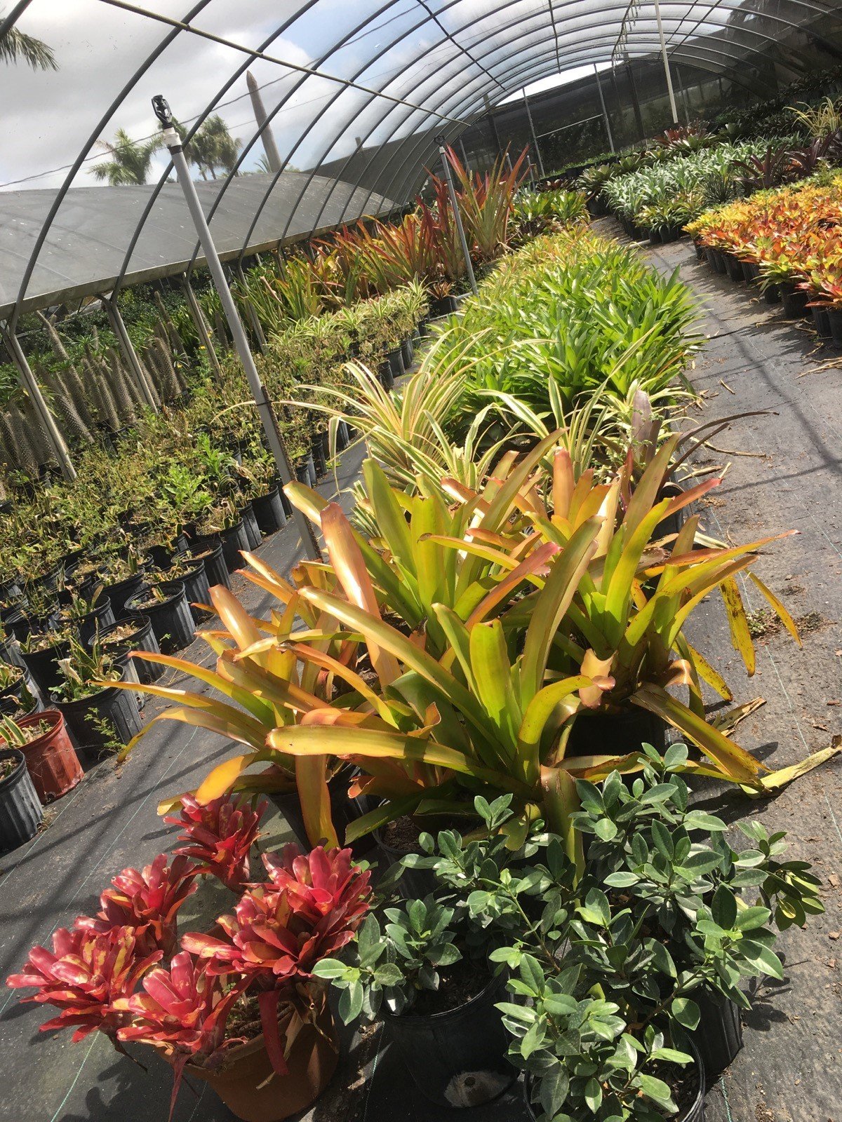 Plant Gallery — Miami, Florida — Santa Barbara Nursery Plant Gallery — Miami, Florida — Santa Barbara Nursery