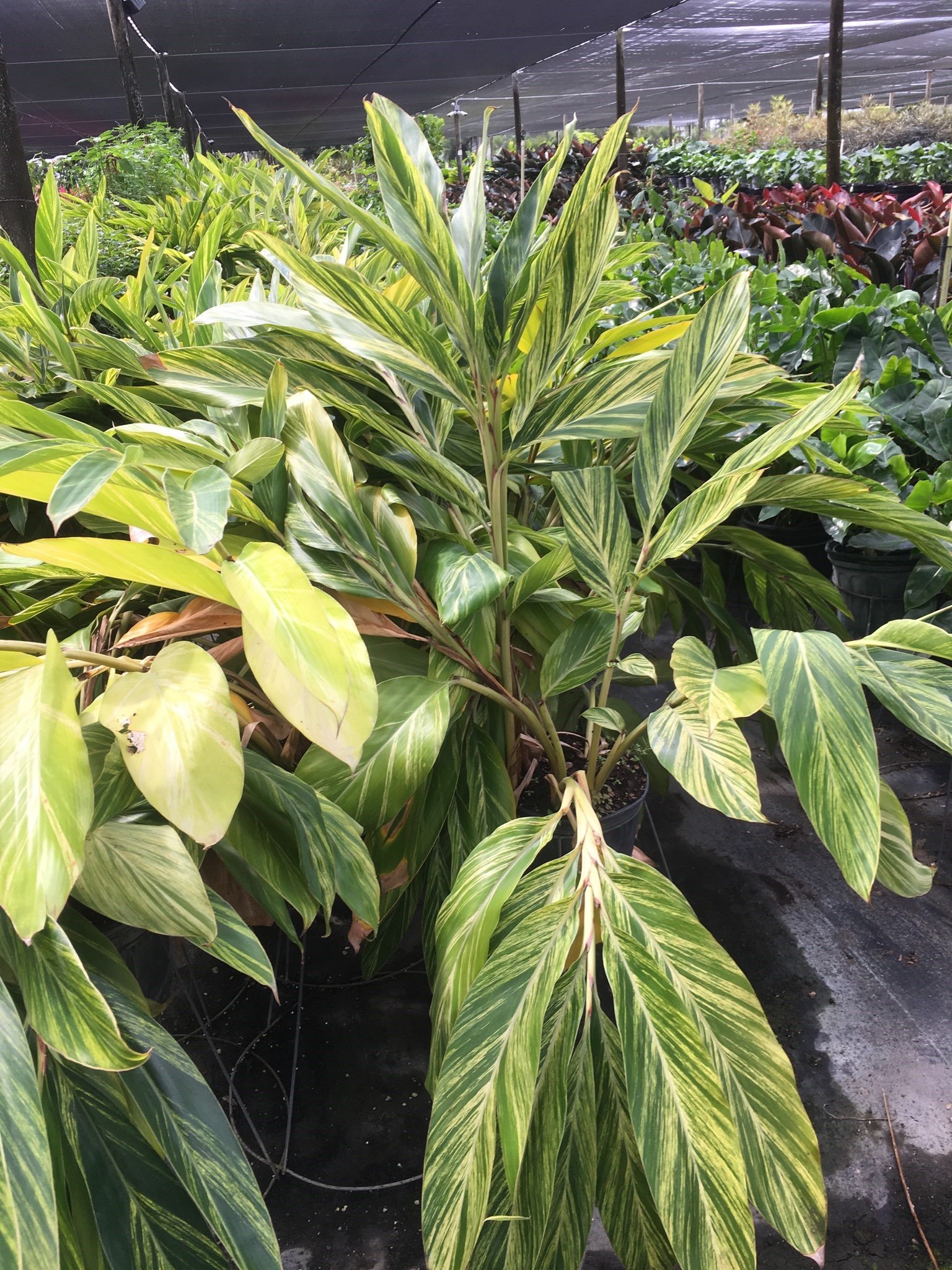 Plant Gallery — Miami, Florida — Santa Barbara Nursery