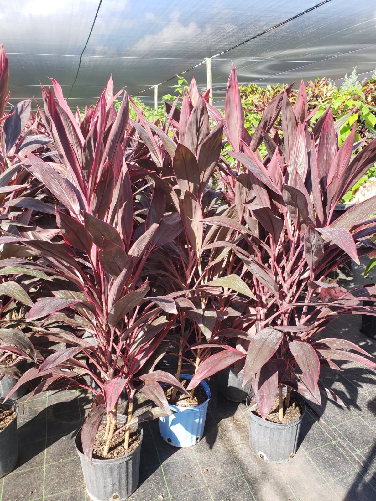 Plant Gallery — Miami, Florida — Santa Barbara Nursery