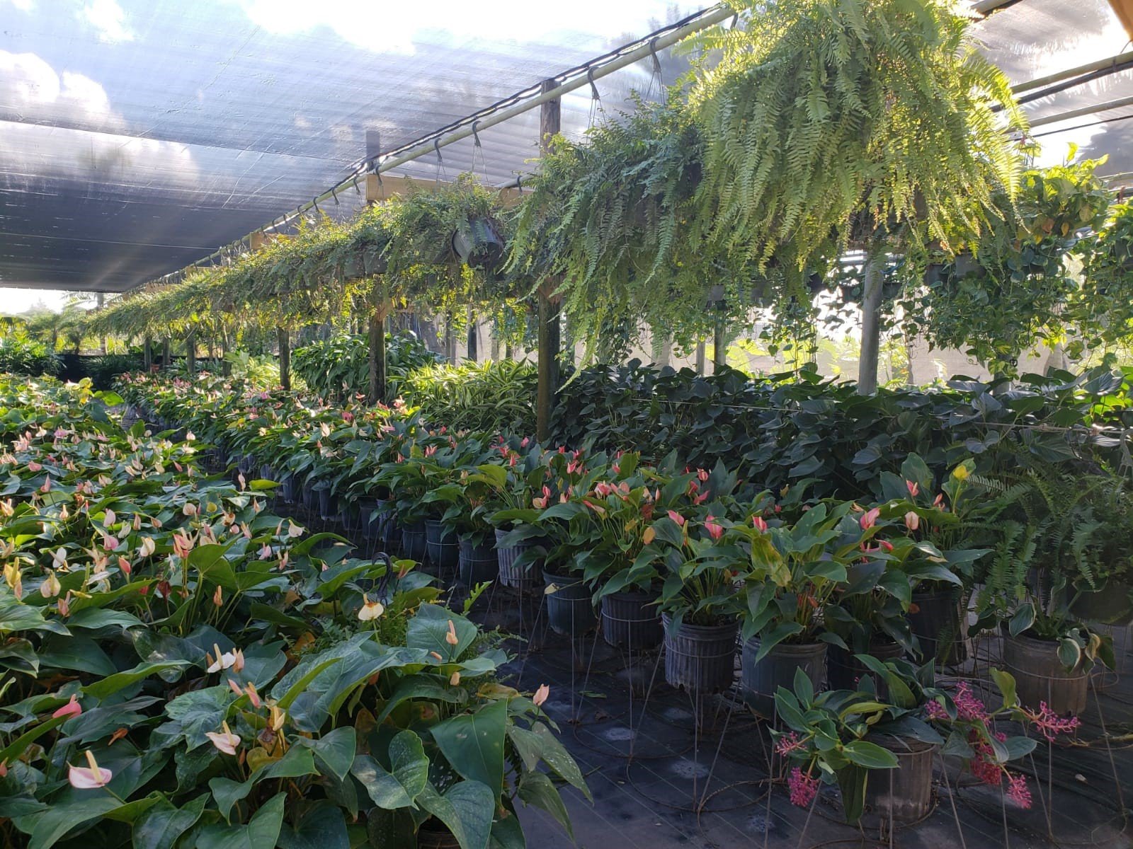 Plant Gallery — Miami, Florida — Santa Barbara Nursery