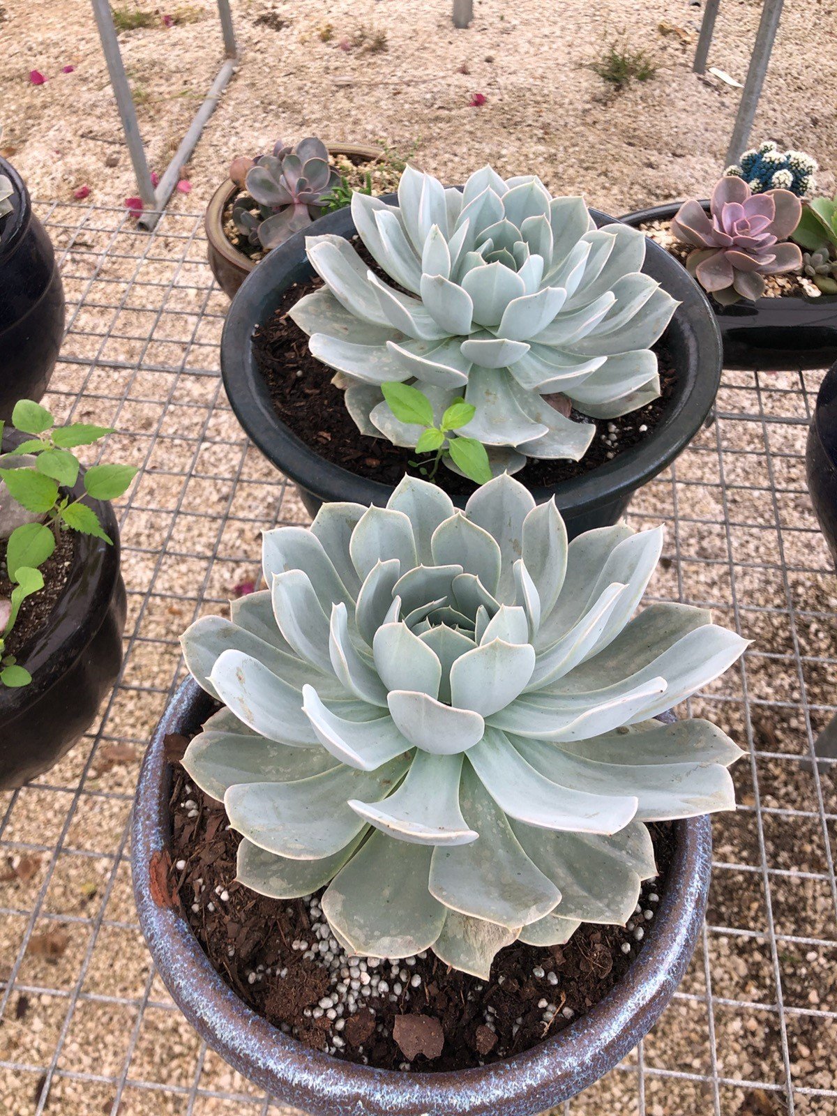 Plant Gallery — Miami, Florida — Santa Barbara Nursery
