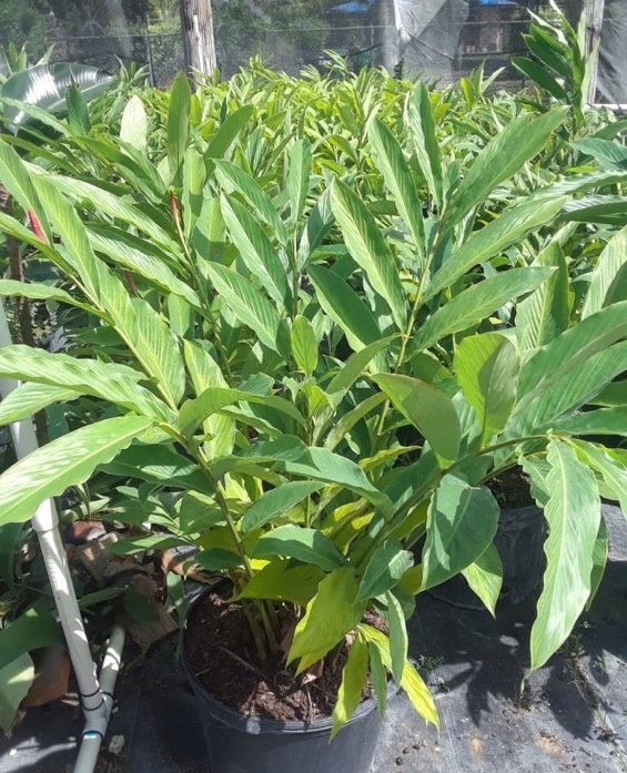 plant-nursery-miami-florida-santa-barbara-nursery