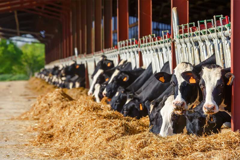 Delivery Sarasota, FL StockyardFeed & Western Wear