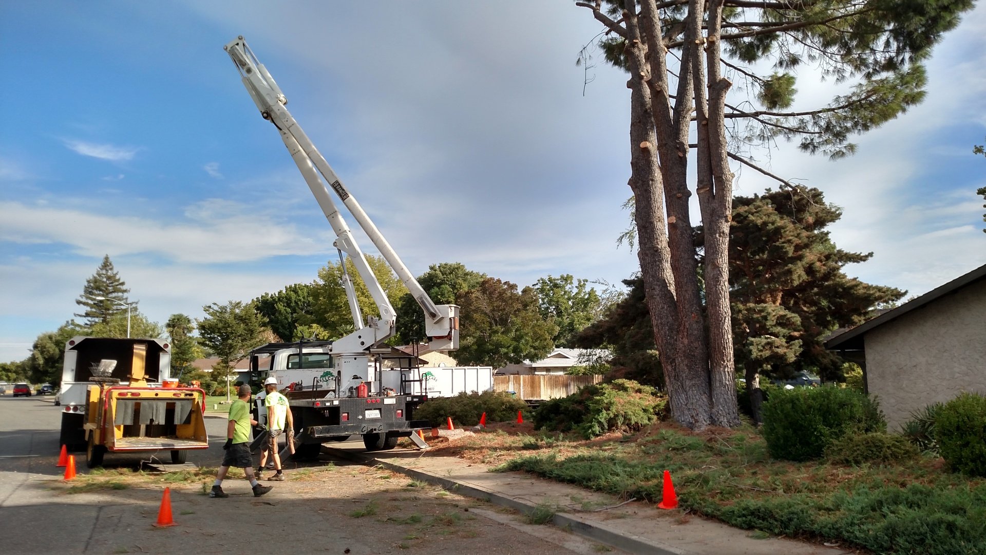 Photo Gallery Chico, California Complete Tree Care & Service