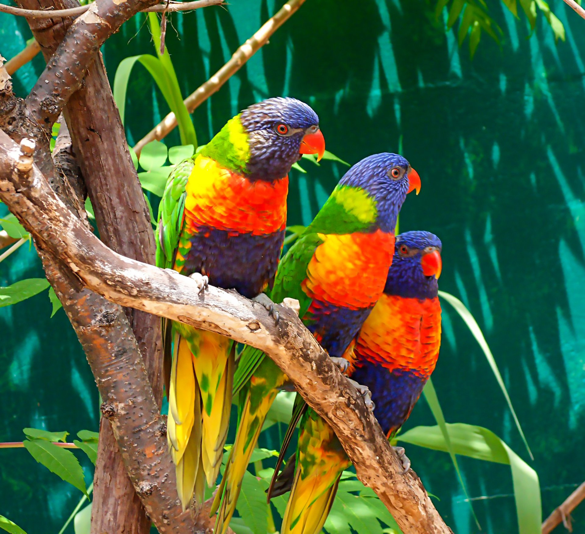 Bird Boarding Broward County, FL Backos Bird Clinic