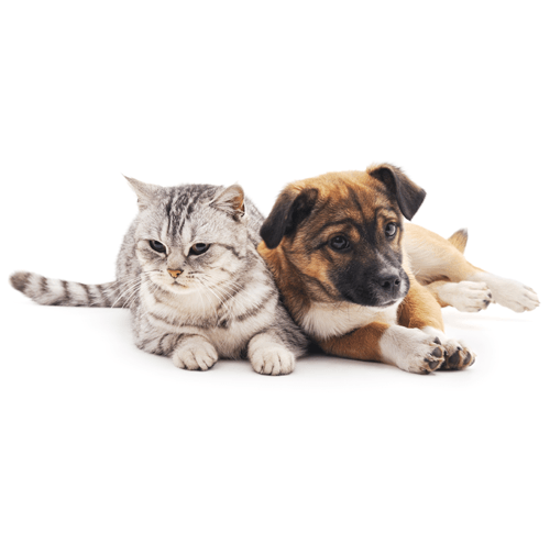 high quality pet supplies