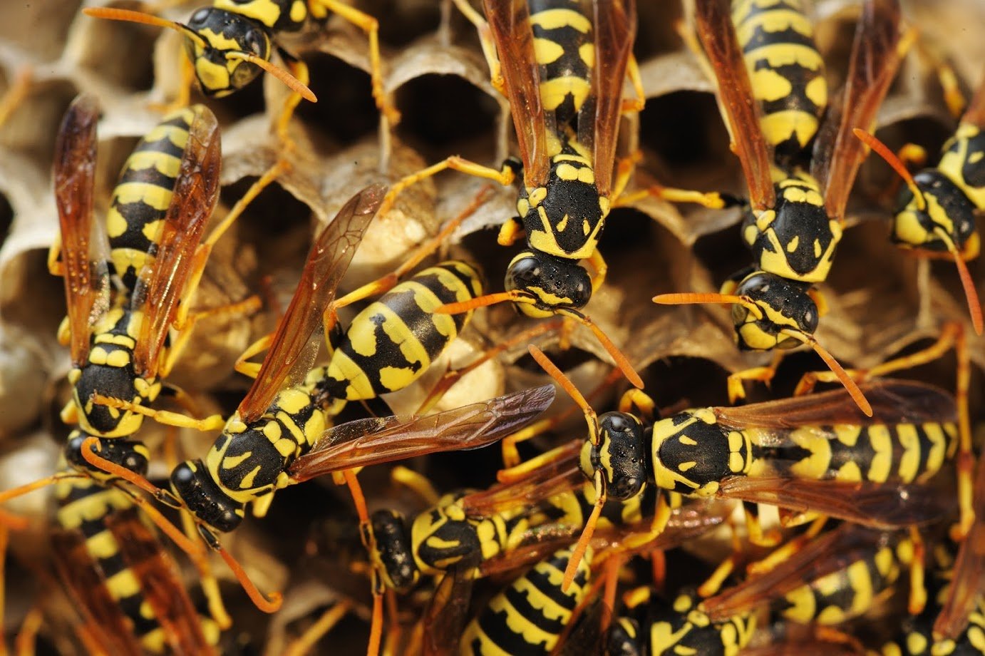 What You Should Know About Wasps