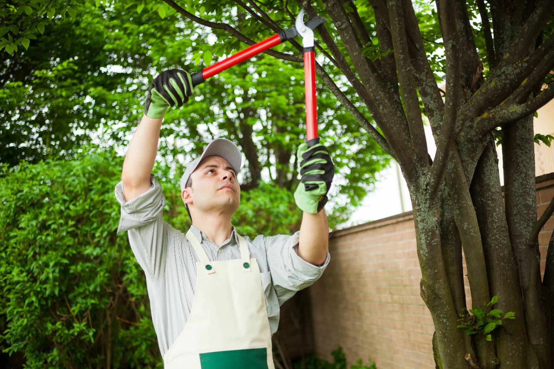 Expert Tree Services in Omaha and Surrounding Areas Absolute Tree Service