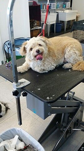 Henderson Nv Barkingham Palace