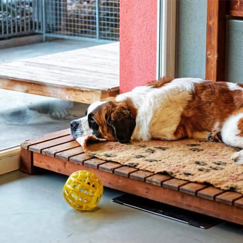 Dog Boarding Brenham, TX Creekside Veterinary