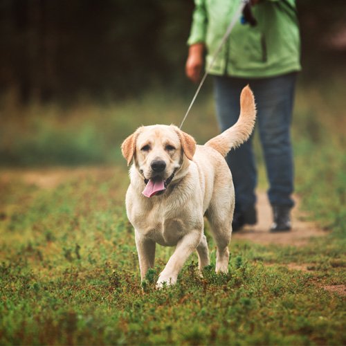 Dog Boarding Brenham, TX Creekside Veterinary