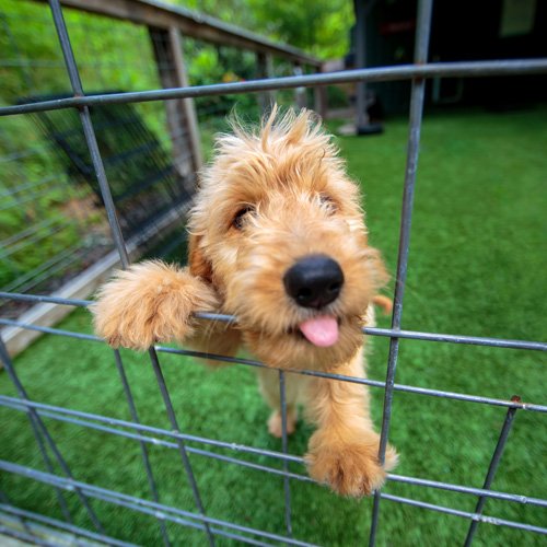 Dog Boarding Brenham, TX Creekside Veterinary