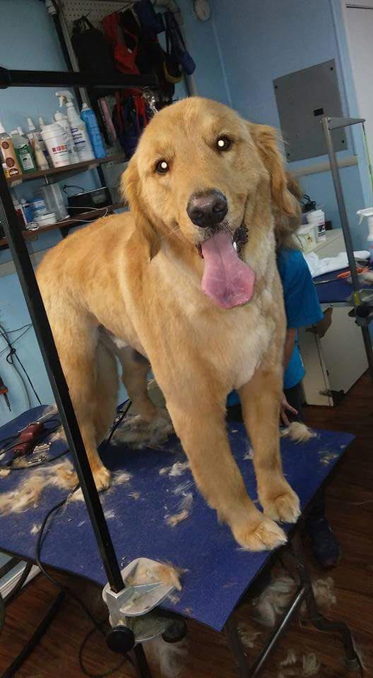 Experienced Dog Groomer Bethlehem, PA Canine Grooming Shoppe