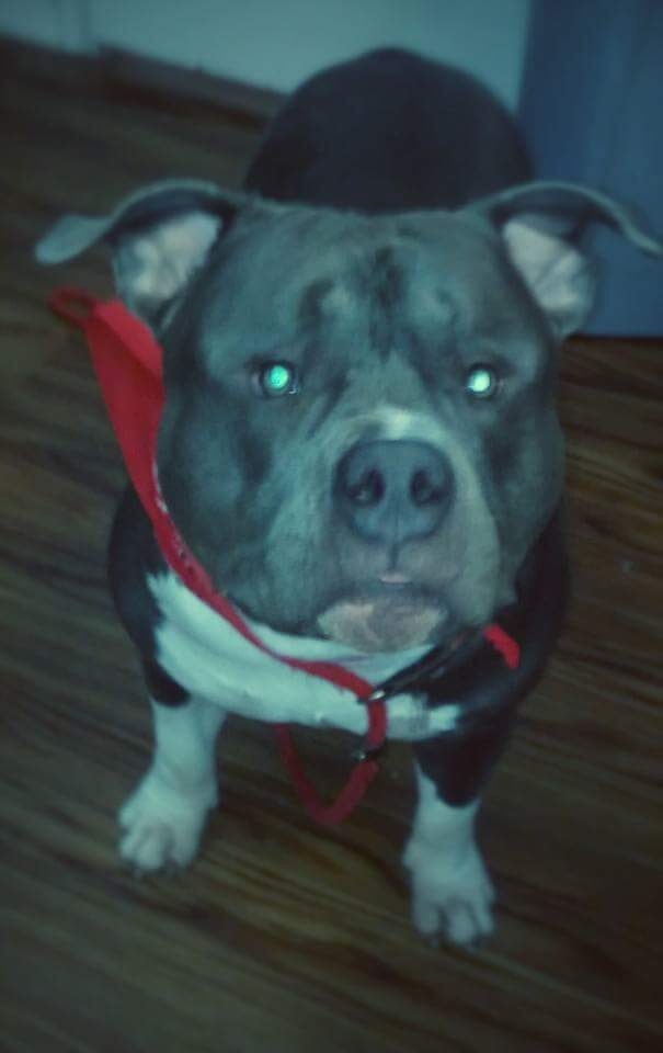 Experienced Dog Groomer - Bethlehem, PA - Canine Grooming Shoppe