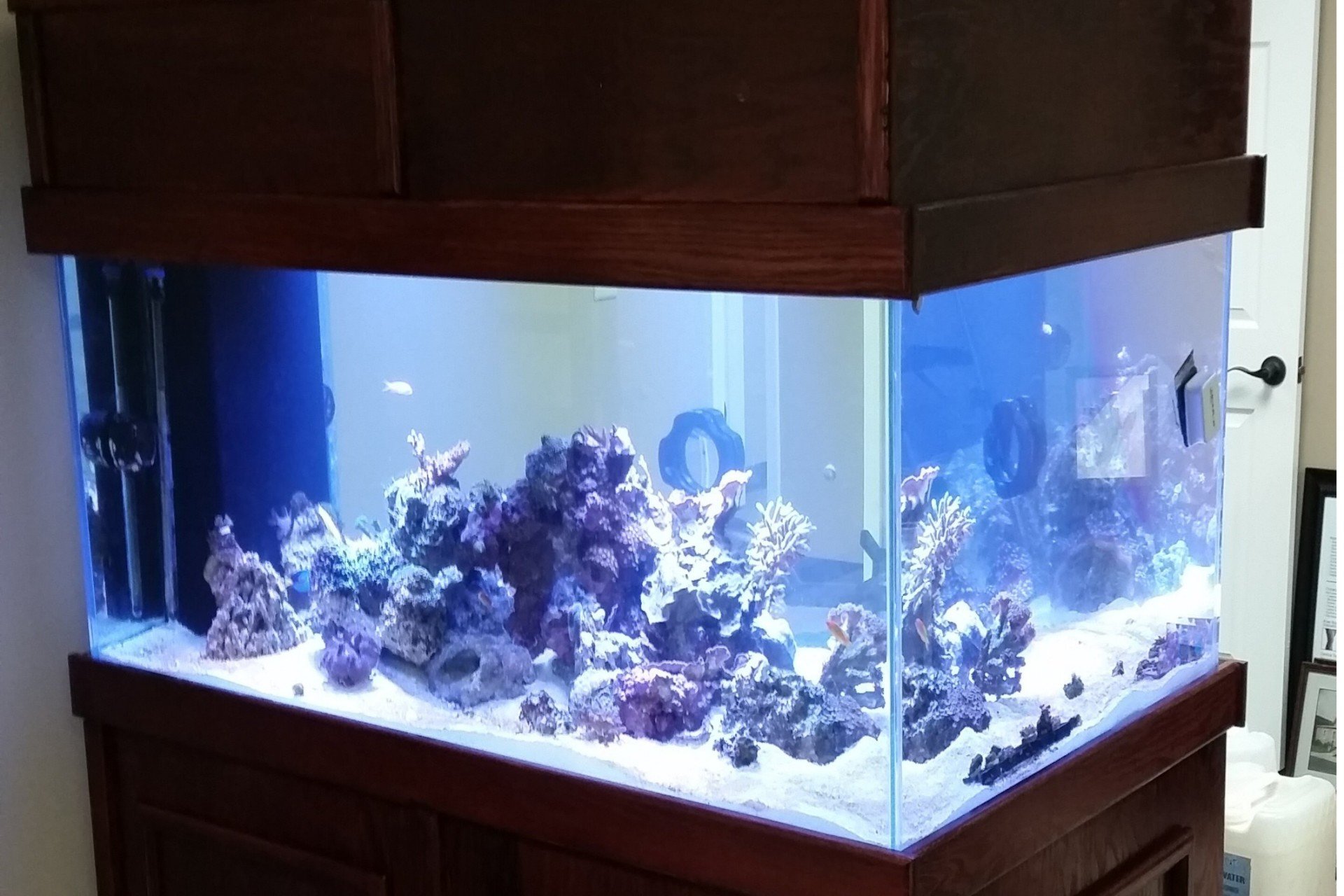 aquarium online shopping