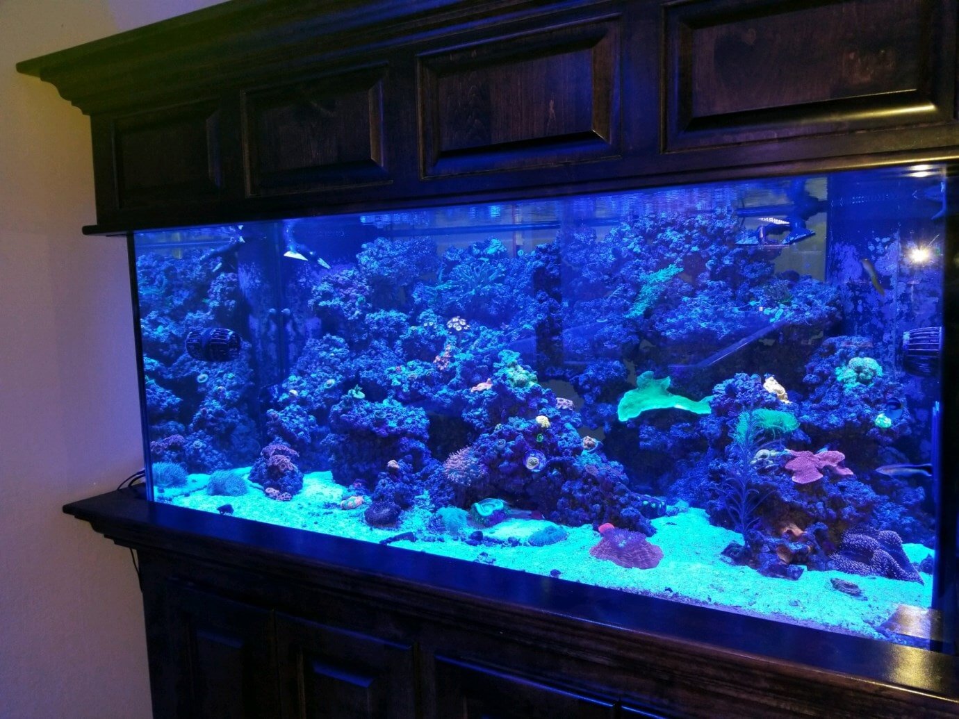 Aquarium Supplies Knoxville, TN JKS Aquatics