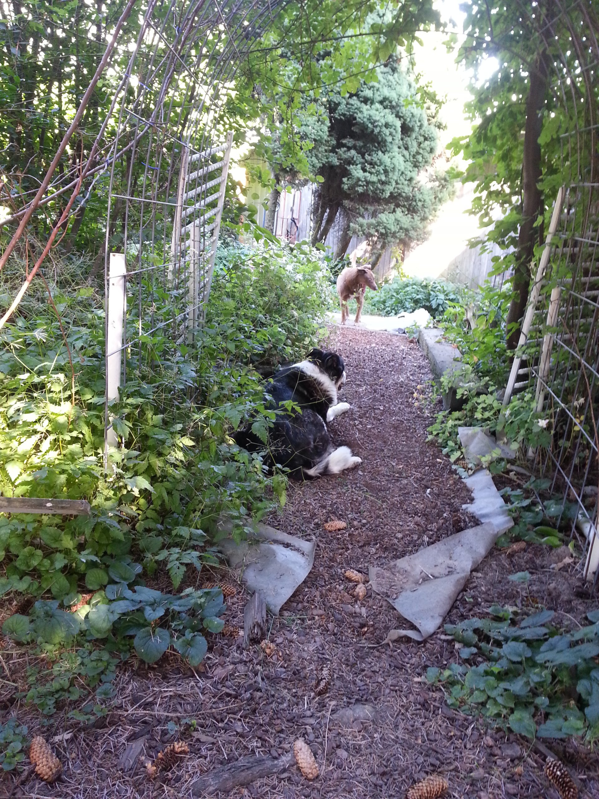 Large Animal Boarding Facility Spokane, WA Marcinda Kennels