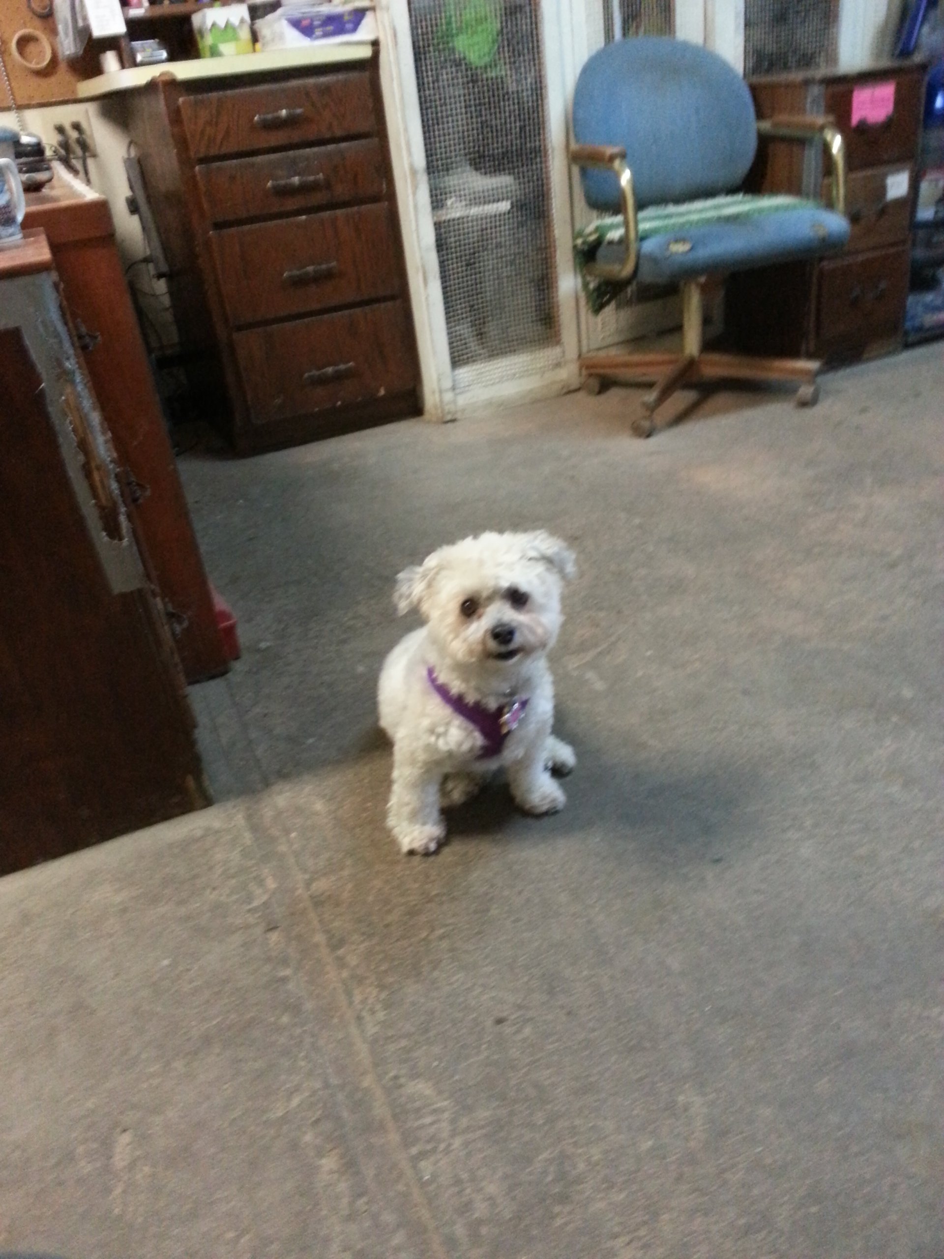 Large Animal Boarding Facility Spokane, WA Marcinda Kennels