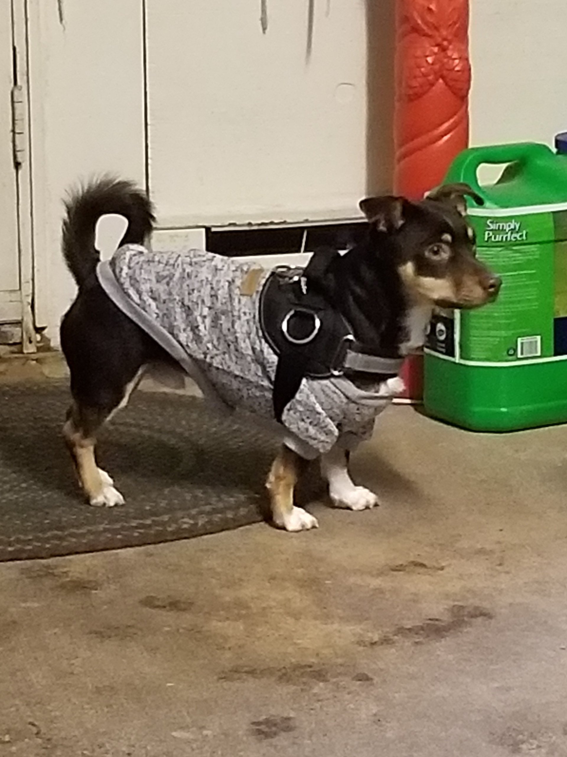 Large Animal Boarding Facility Spokane, WA Marcinda Kennels