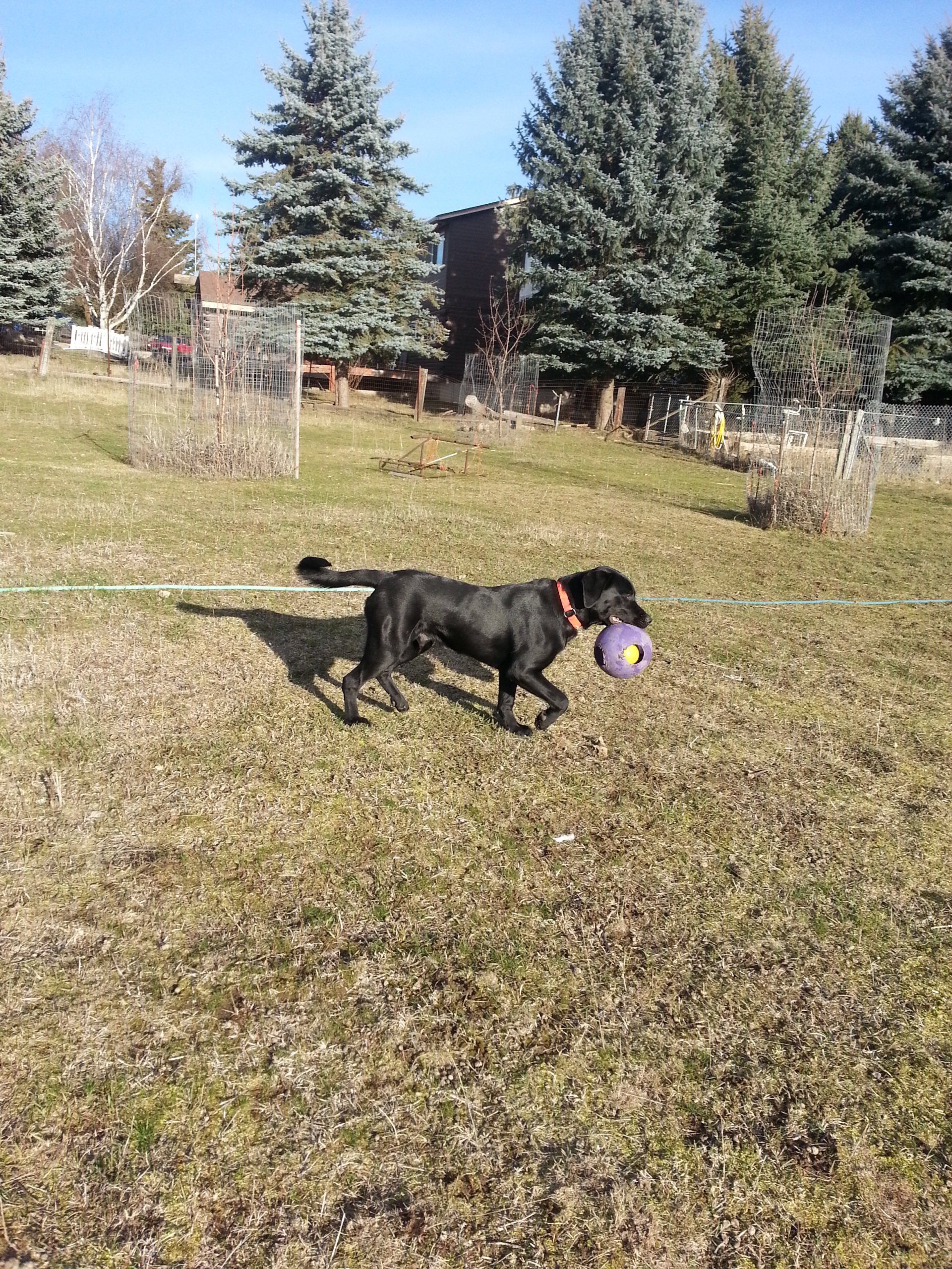 Large Animal Boarding Facility Spokane, WA Marcinda Kennels