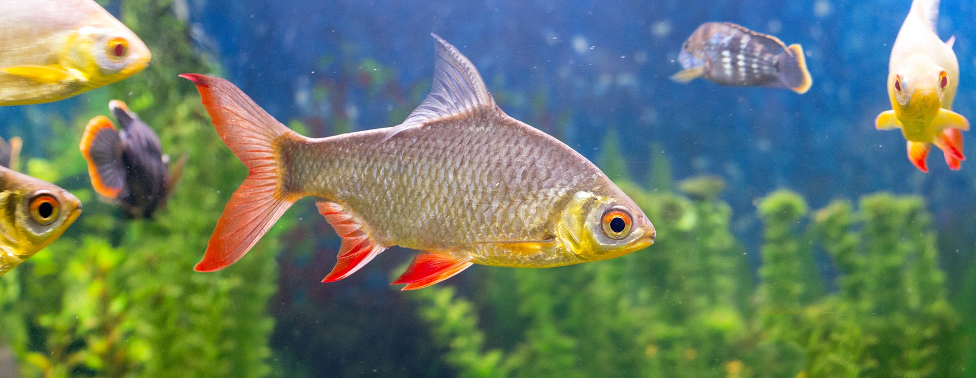 Pet Food & Supplies Capitola, CA Pet Emporium