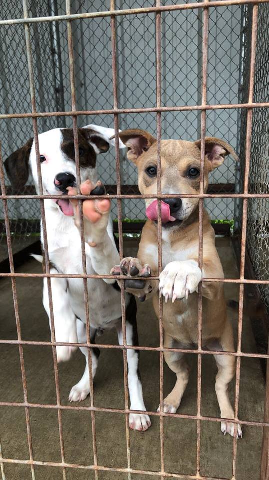 GroomingGatesville, TXCoryell Veterinary Clinic