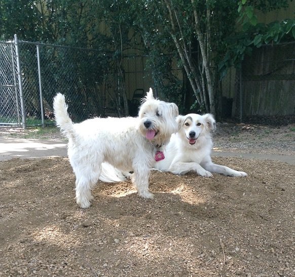 Pet Boarding & Grooming Houston, TX Tiffany Kennels Inc.