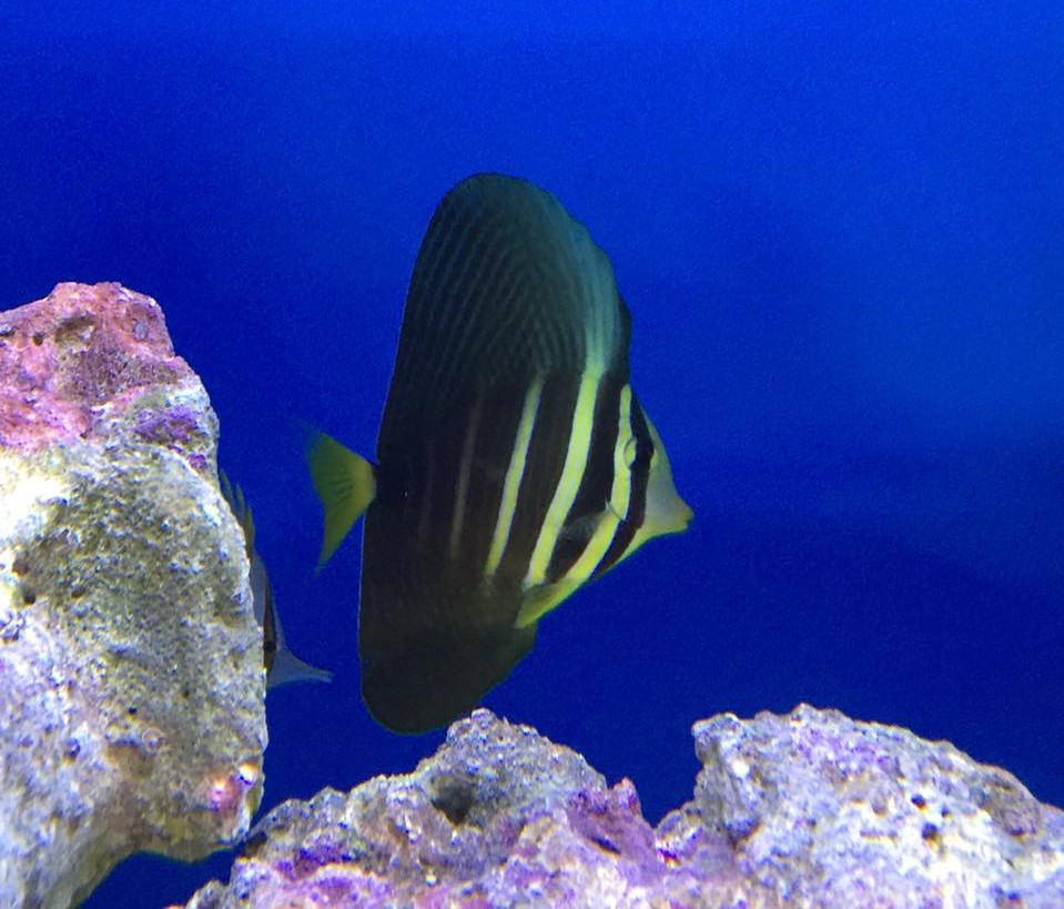 Fish for Sale Lafayette, LA Tropical Fish Bowl