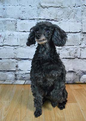 Contact Us - Huntersville, NC - The Doggie Barber