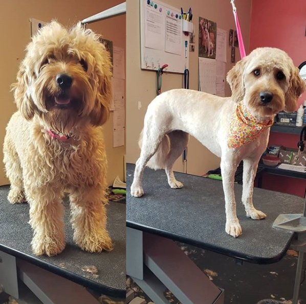 Great Dog Grooming Fargo Nd of the decade The ultimate guide hencoop