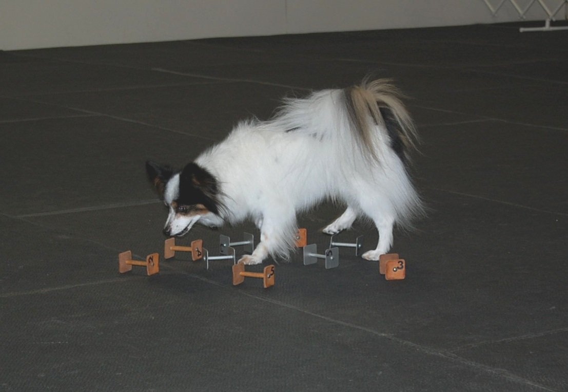 Boarding, Training and Day Care Stafford, VA Colonial K9