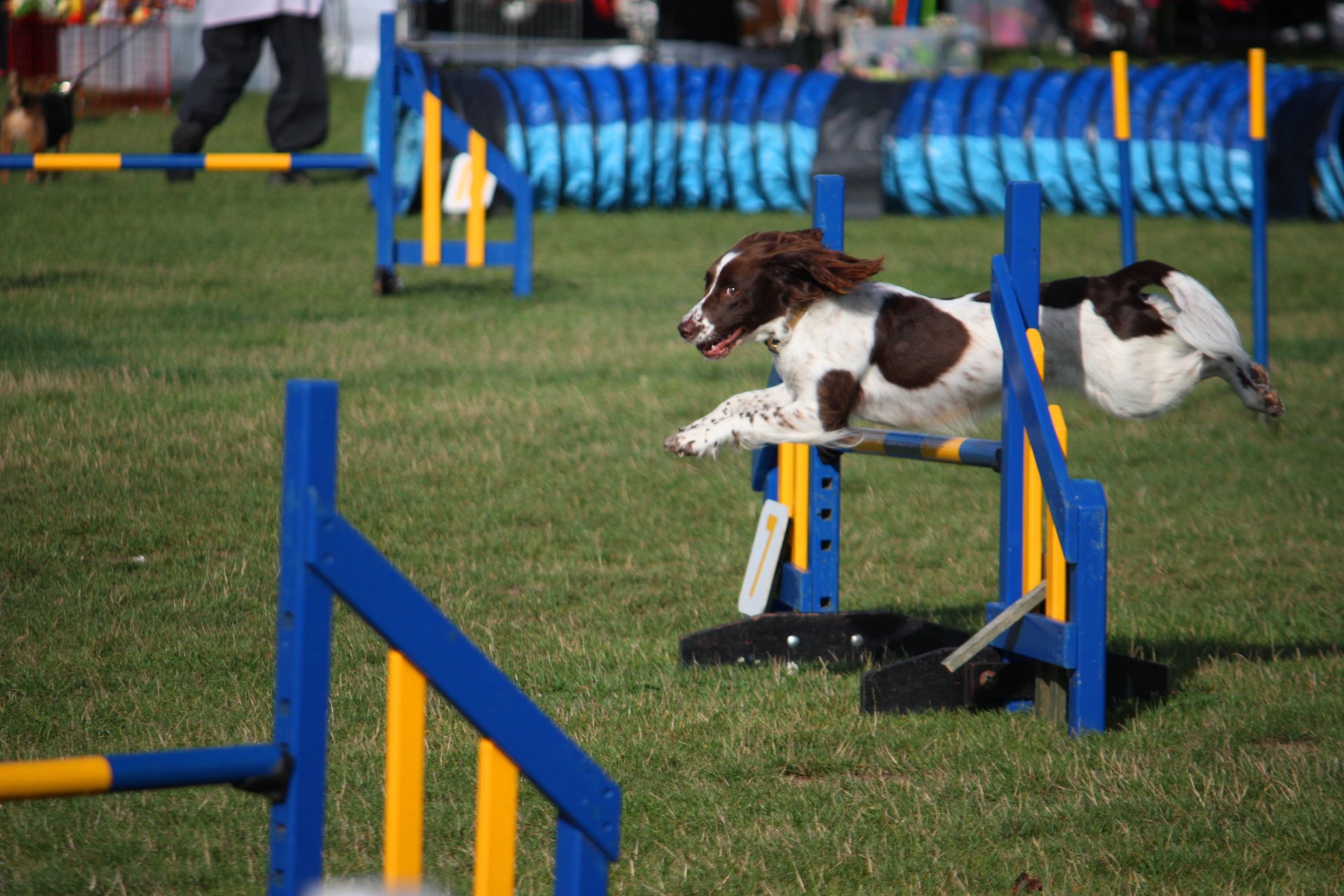 Boarding, Training and Day Care Stafford, VA Colonial K9