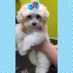 dog grooming concord nc dog grooming concord nc
