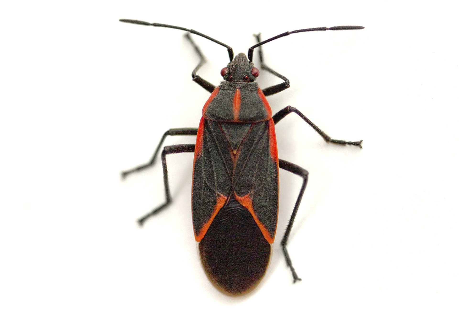 Wildlife & Insect Control Bend, OR Barnes Quality Pest Control Inc