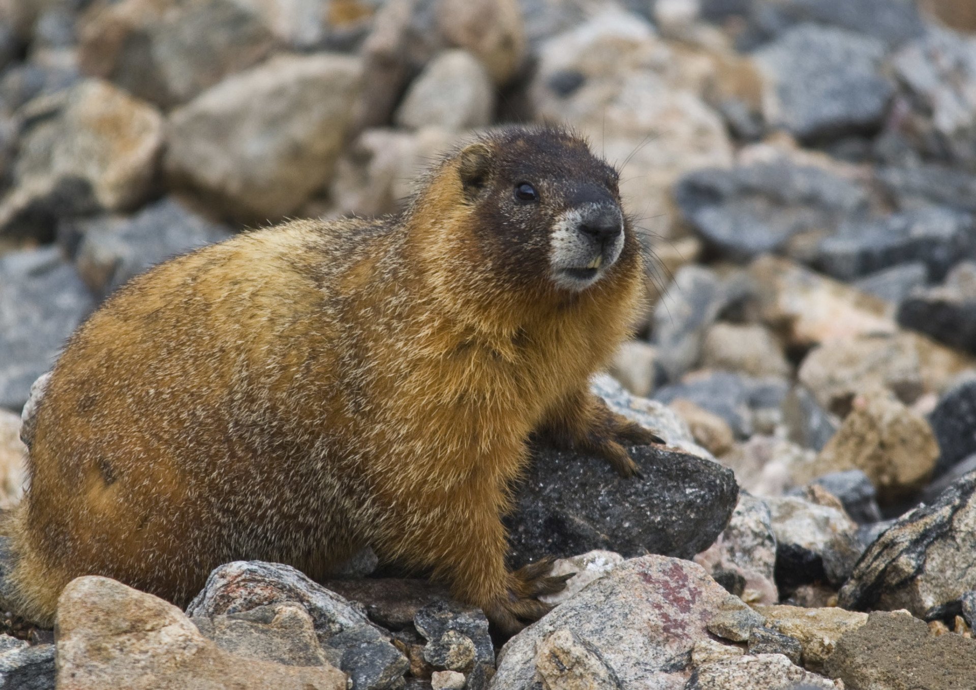 Wildlife & Insect Control Bend, OR Barnes Quality Pest Control Inc