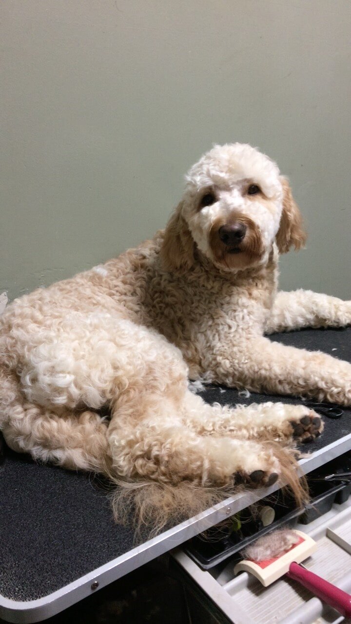 Pet gallery Morristown, TN Ridgefield Animal Hospital