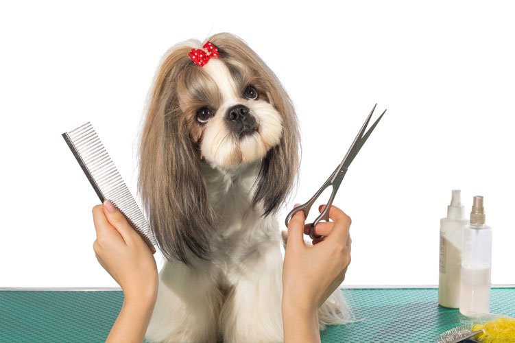 Mobile Grooming Washoe Valley Nevada Hairy Hound Mobile Dog Grooming